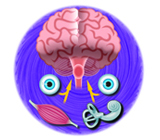Esquema de los órganos que ofrecen información de movimiento al cerebro